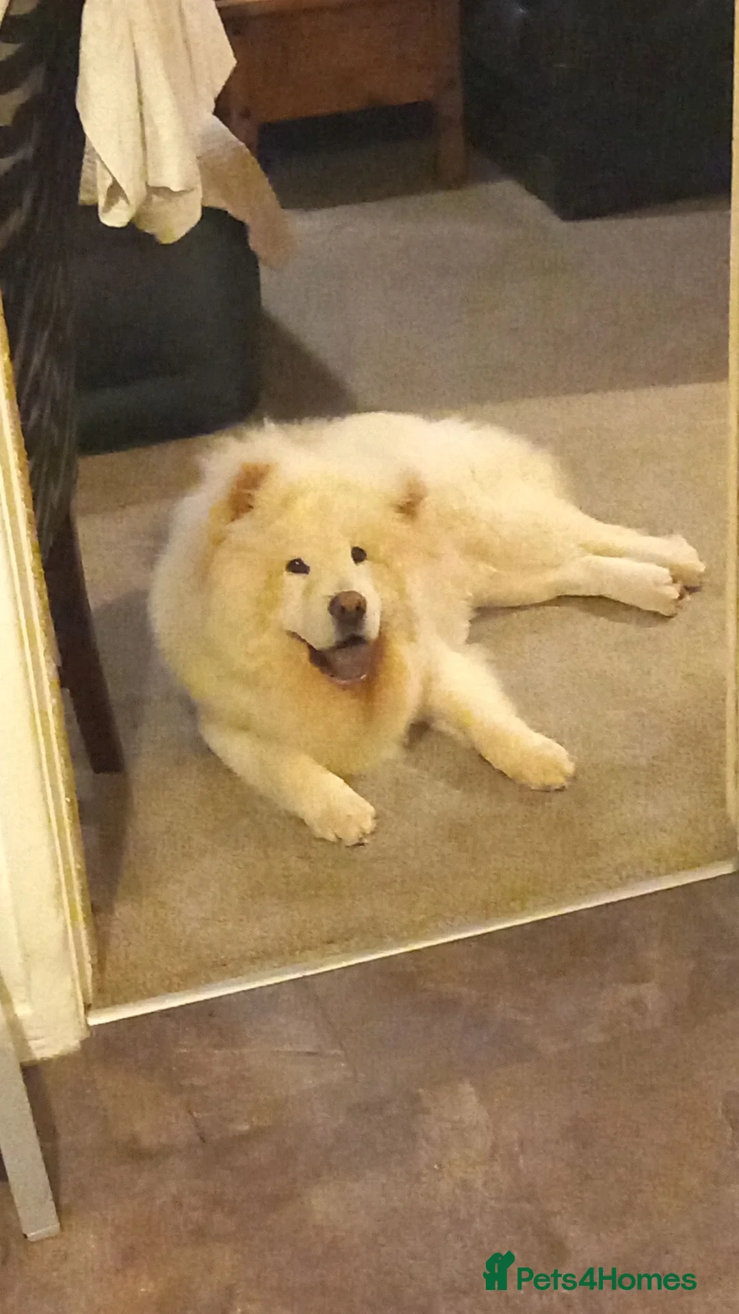 Chow Chow dogs for sale: White chow chow in Pontypool - Advert 2