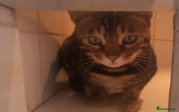 Bengal cats for sale: SBT Tica Bengal April retired April Choc Marble - Advert 10