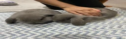 Mini Lop rabbits for sale:  Beautiful Mixed-BreedMini Lop Rabbits for Sale in Swindon - Advert 3
