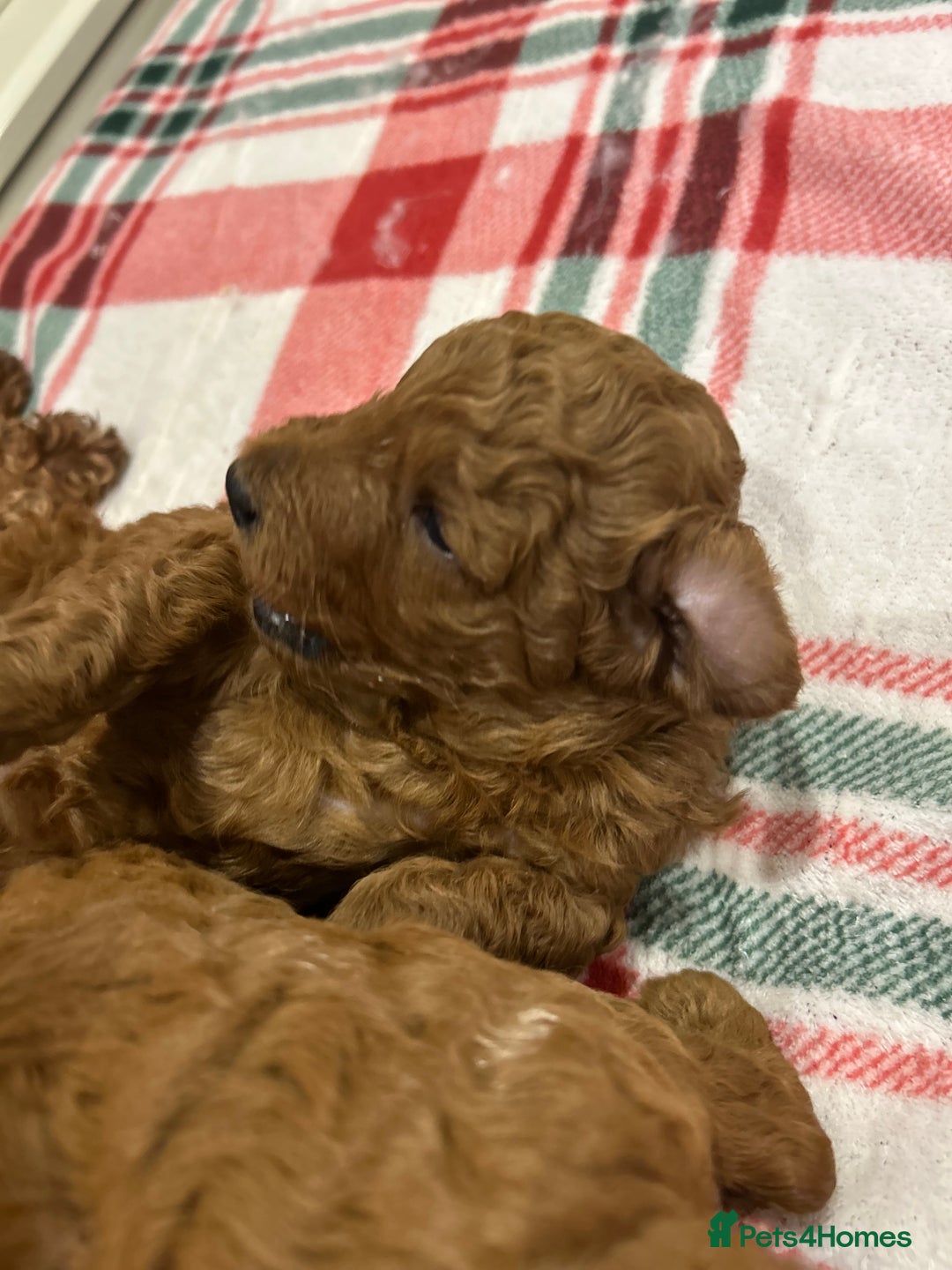 Miniature Poodle dogs for sale: 🐩Gorgeous deep red miniature poodles - Advert 14