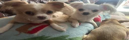 Chihuahua dogs for sale: Cream long hair male  in Gosport - Advert 3