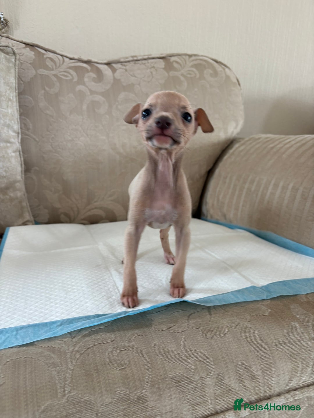 Italian Greyhound dogs for sale: Looking for new home  - Image 8