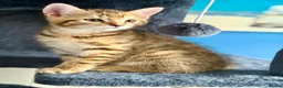 Bengal cats for sale: Beautiful kittens 🐈‍⬛  - Advert 3