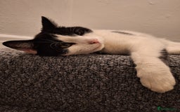 Domestic Shorthair cats for sale: Aston The Cat - Image 4