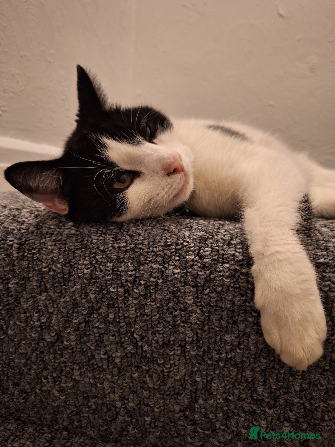 Domestic Shorthair cats for sale: Aston The Cat - Image 4