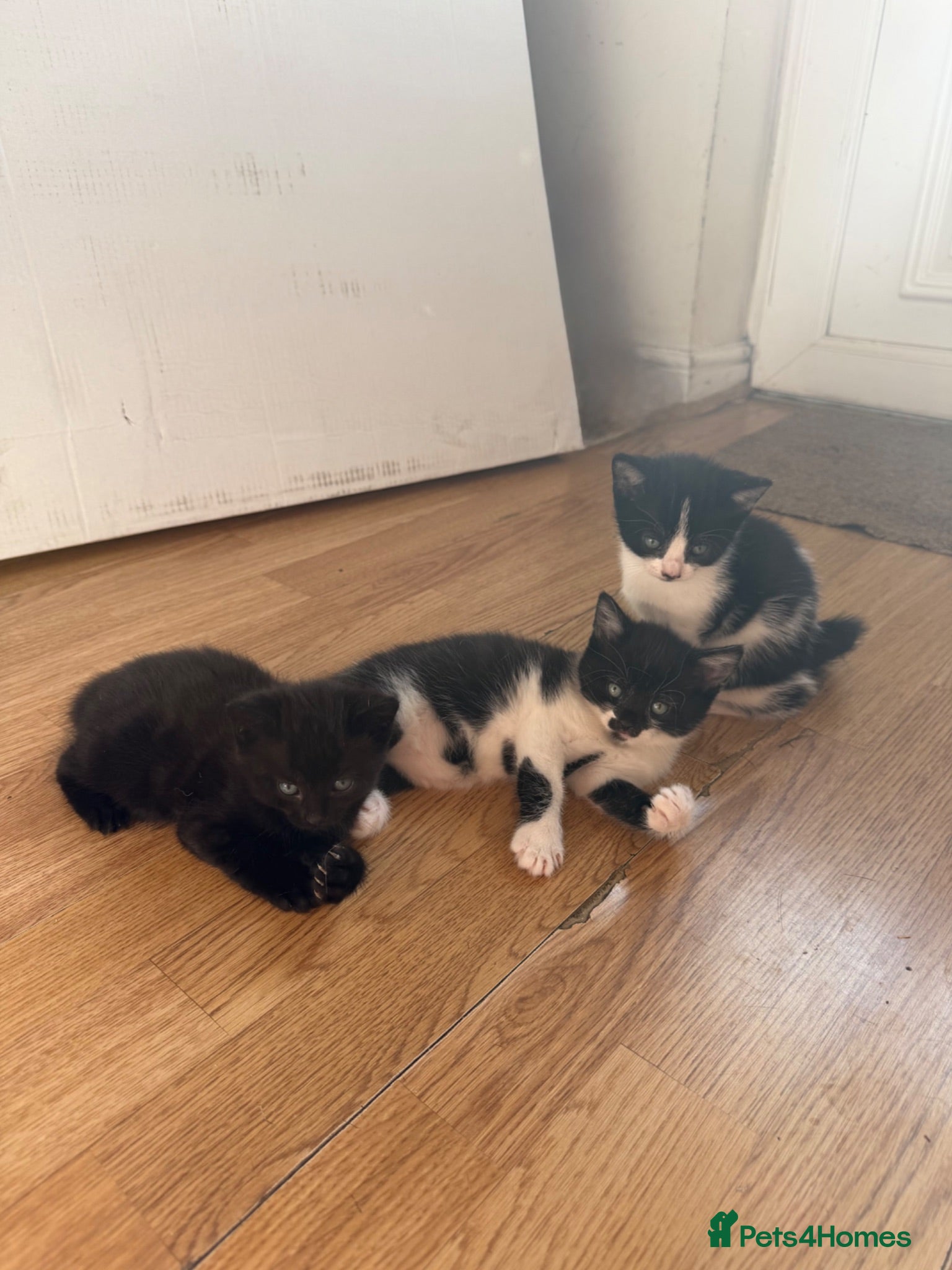 Mixed Breed cats 4 gorgeous kittens ready for new home♥️💙 - Advert 2