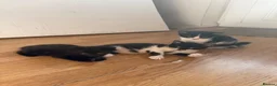 Mixed Breed cats for sale: 4 gorgeous kittens ready for new home♥️💙 - Advert 2