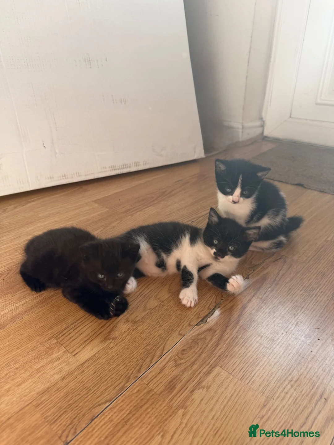 Mixed Breed cats for sale: 4 gorgeous kittens ready for new home♥️💙 - Advert 2