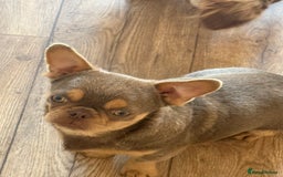 Chihuahua dogs for sale: Beautiful Chihuahua 9 months with passport - Image 2