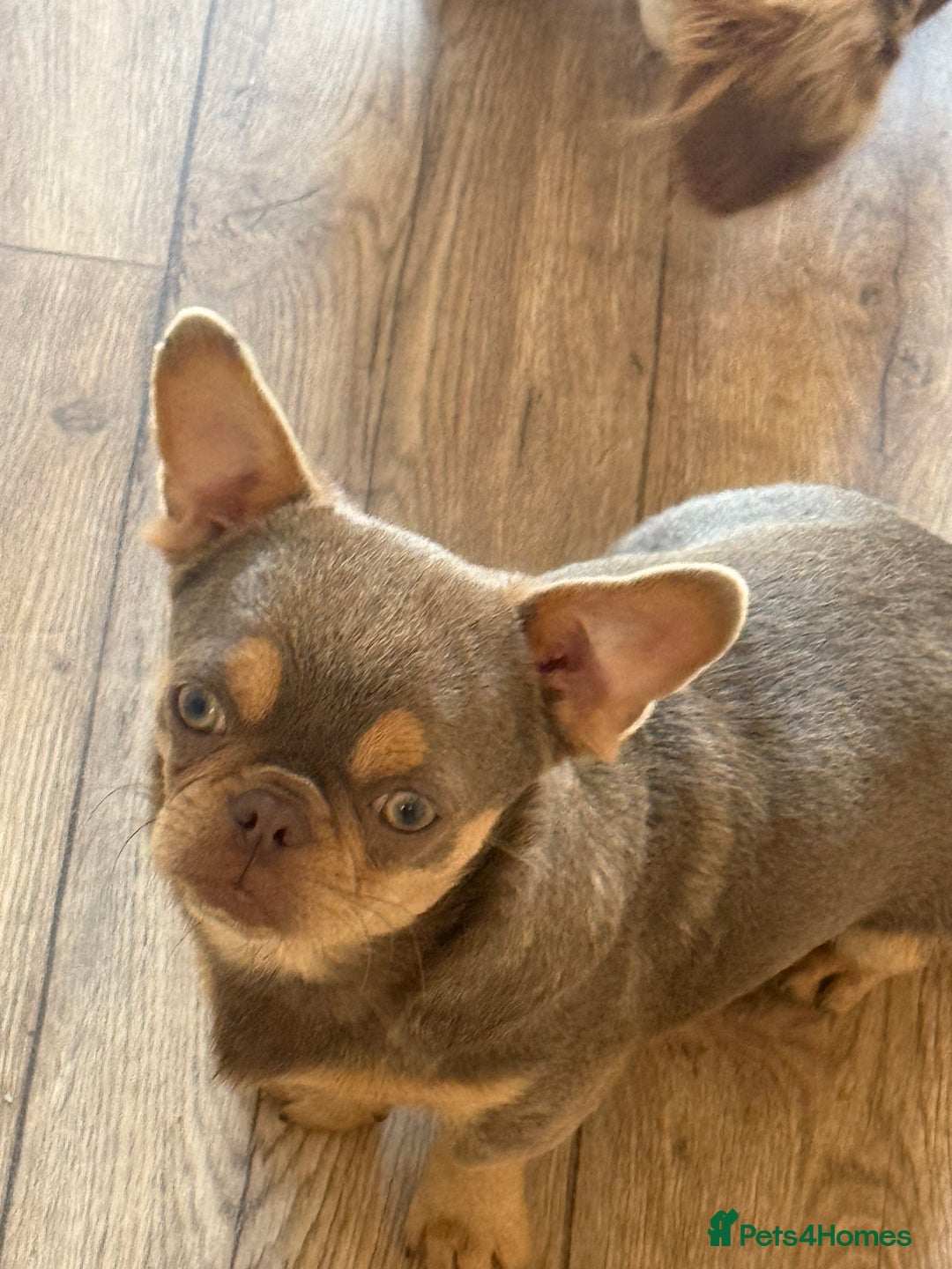 Chihuahua dogs for sale: Beautiful Chihuahua 9 months with passport - Image 2