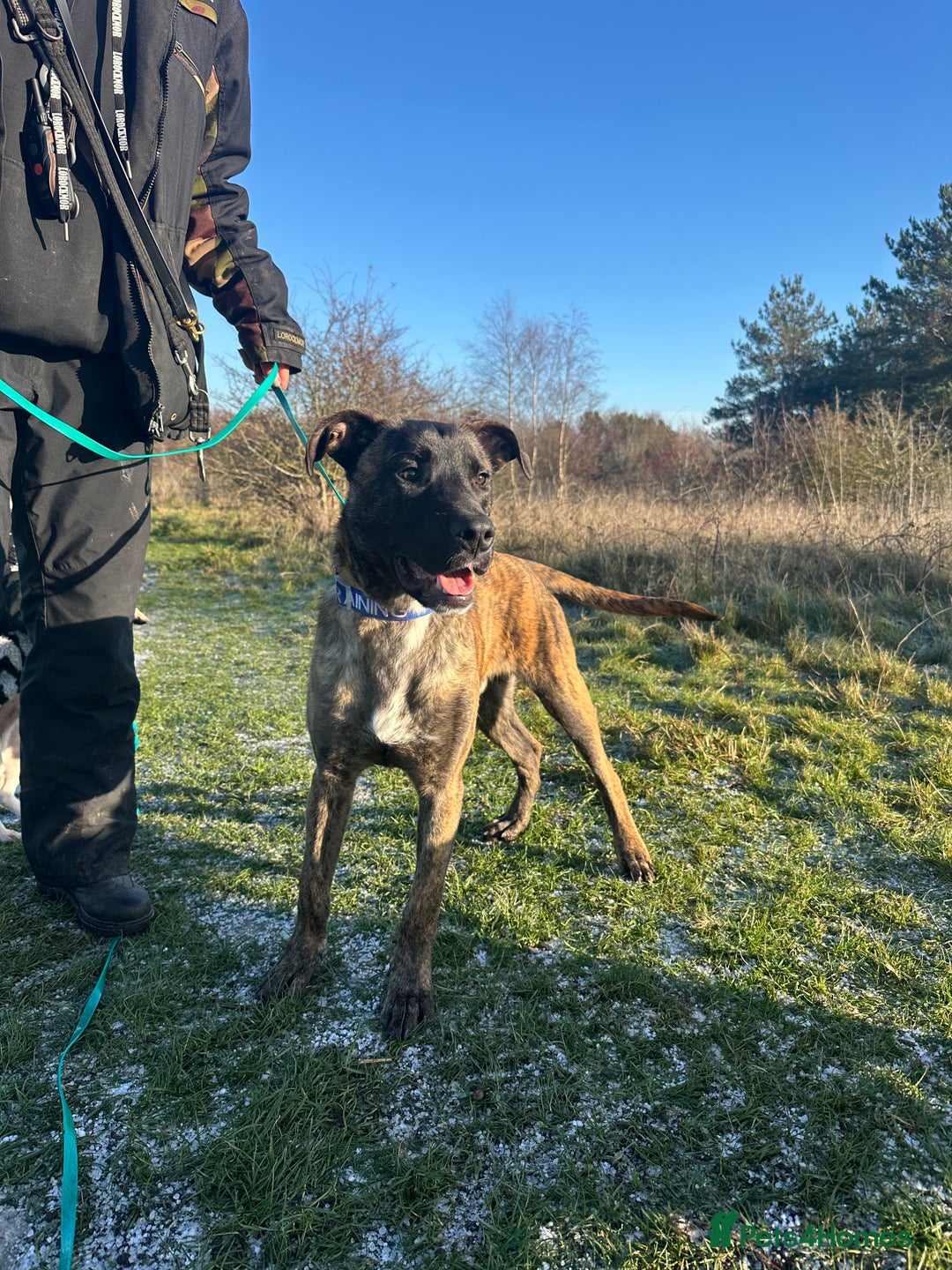 Mixed Breed dogs for sale: Joey - 8m old BullHerder - Advert 4