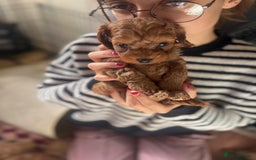 Cockapoo dogs for sale: Very unique Asian Toy Cockerpoos - Image 30
