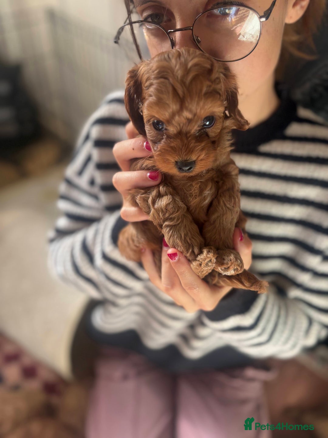 Cockapoo dogs for sale: Very unique Asian Toy Cockerpoos - Image 30
