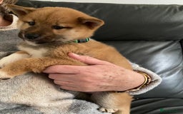 Japanese Shiba Inu dogs for sale: Gorgeous Shibas  - Image 1