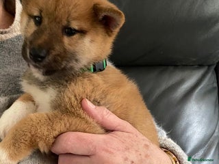 Japanese Shiba Inu dogs - Advert 1