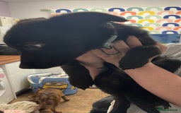 Mixed Breed dogs for sale: Collie cross pups  - Advert 19