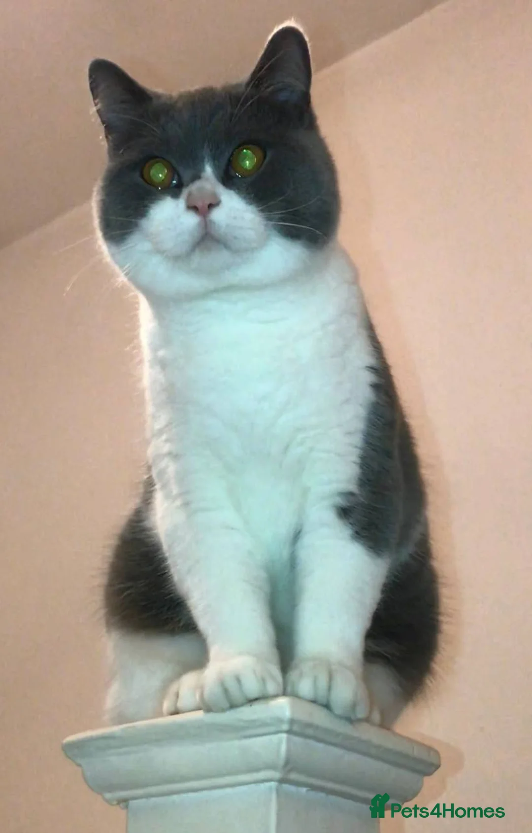 British Shorthair cats for sale: Indoor BSH male cat for sale (5yrs old) - Advert 2