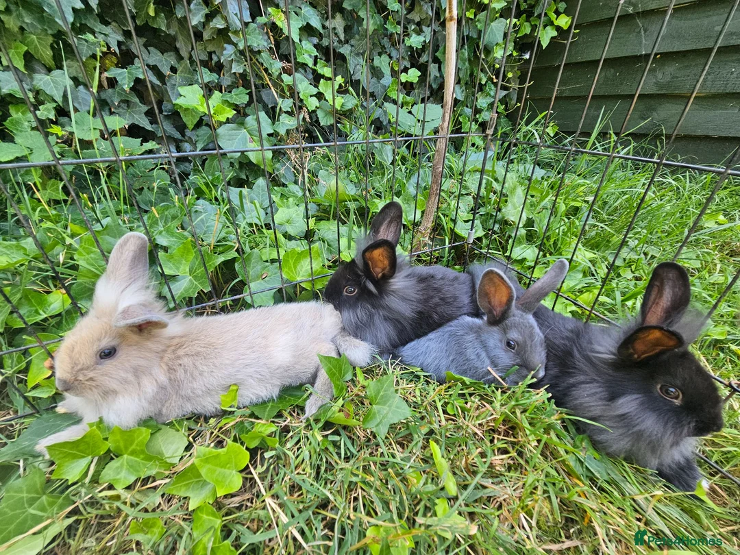 Mixed Breed rabbits for sale: Baby bunny's  - Advert 2