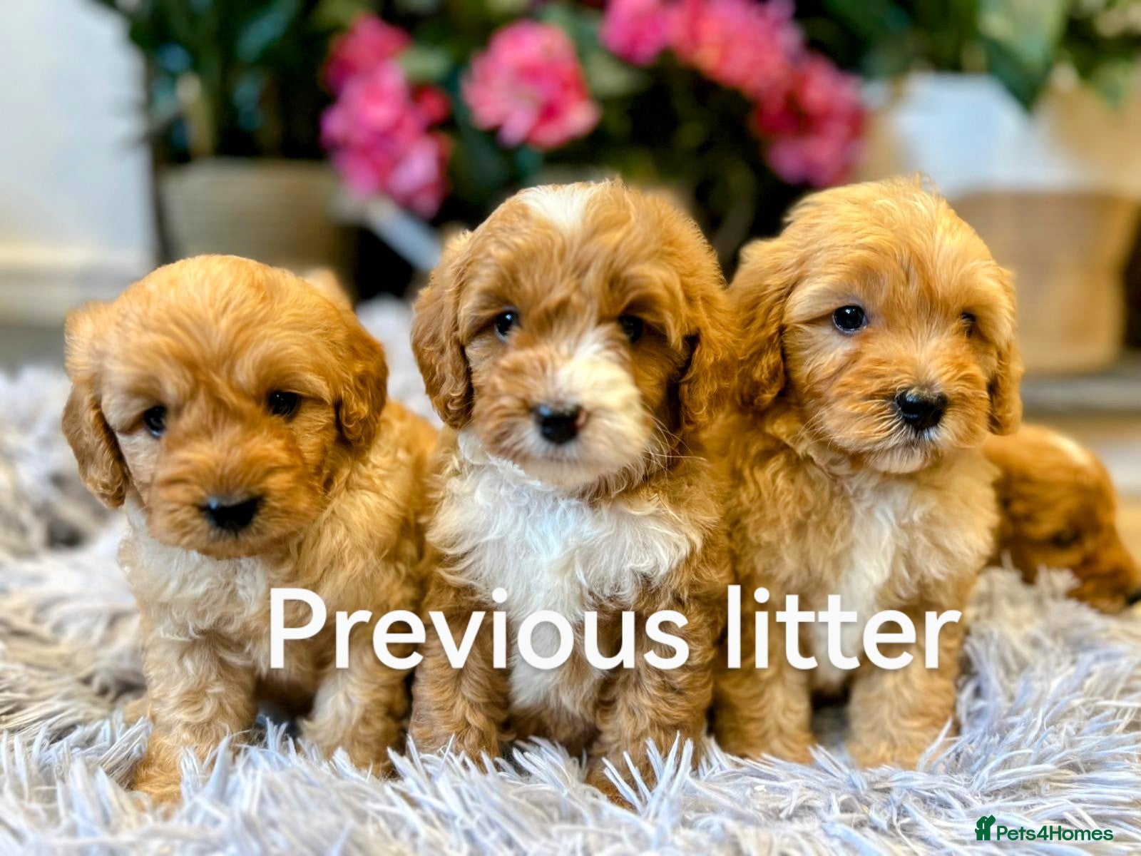 Cavapoo dogs ⭐⭐⭐⭐⭐ Adorable cavapoo puppies  - Advert 1