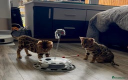 Bengal cats for sale: Stunning 5 Generations Pedigree kittens in London - Image 14