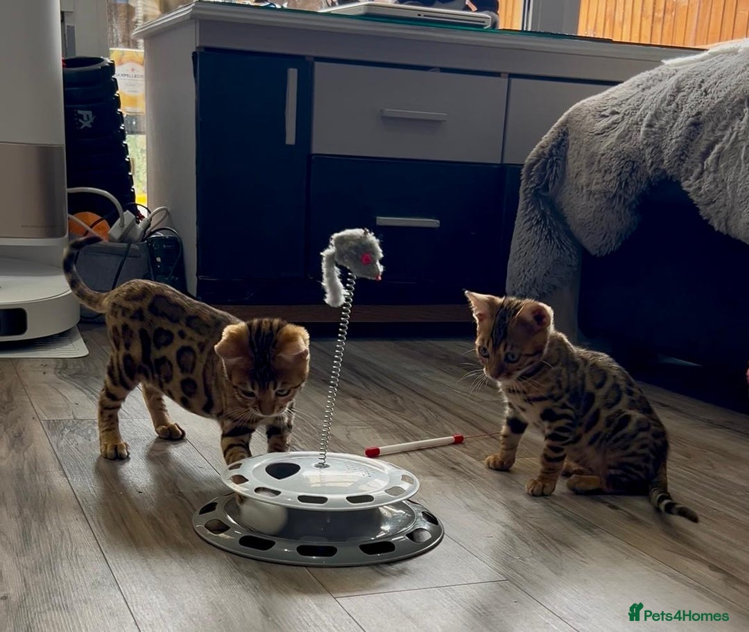 Bengal cats for sale: Stunning 5 Generations Pedigree kittens in London - Image 14