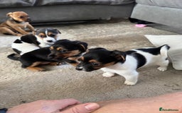 Jack Russell dogs for sale: Jack Russell litter of 7 - Advert 2