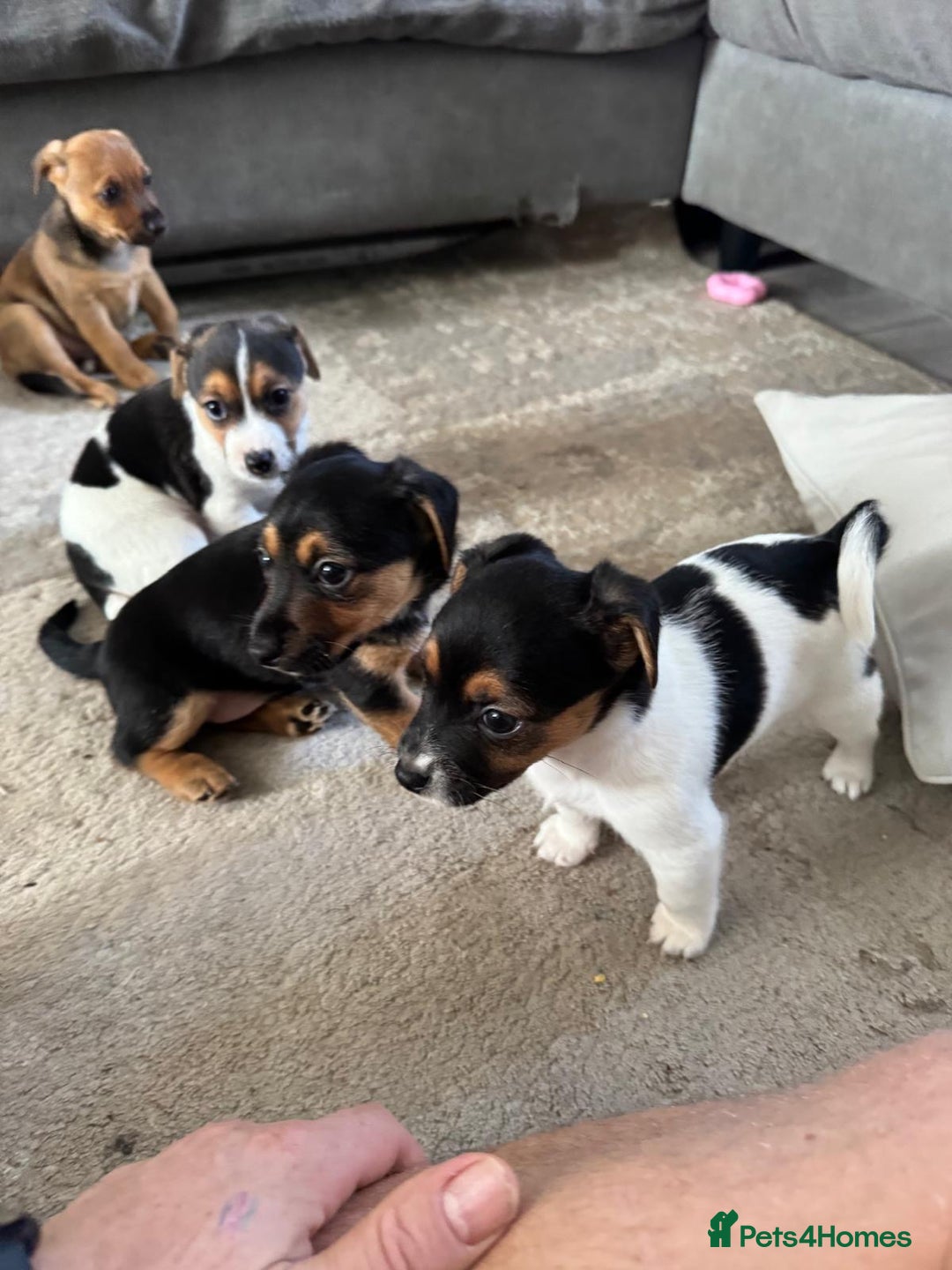 Jack Russell dogs for sale: Jack Russell litter of 7 - Advert 2