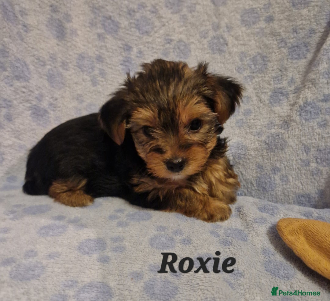 Yorkshire Terrier dogs for sale: Beautiful yorkie puppies - Advert 16