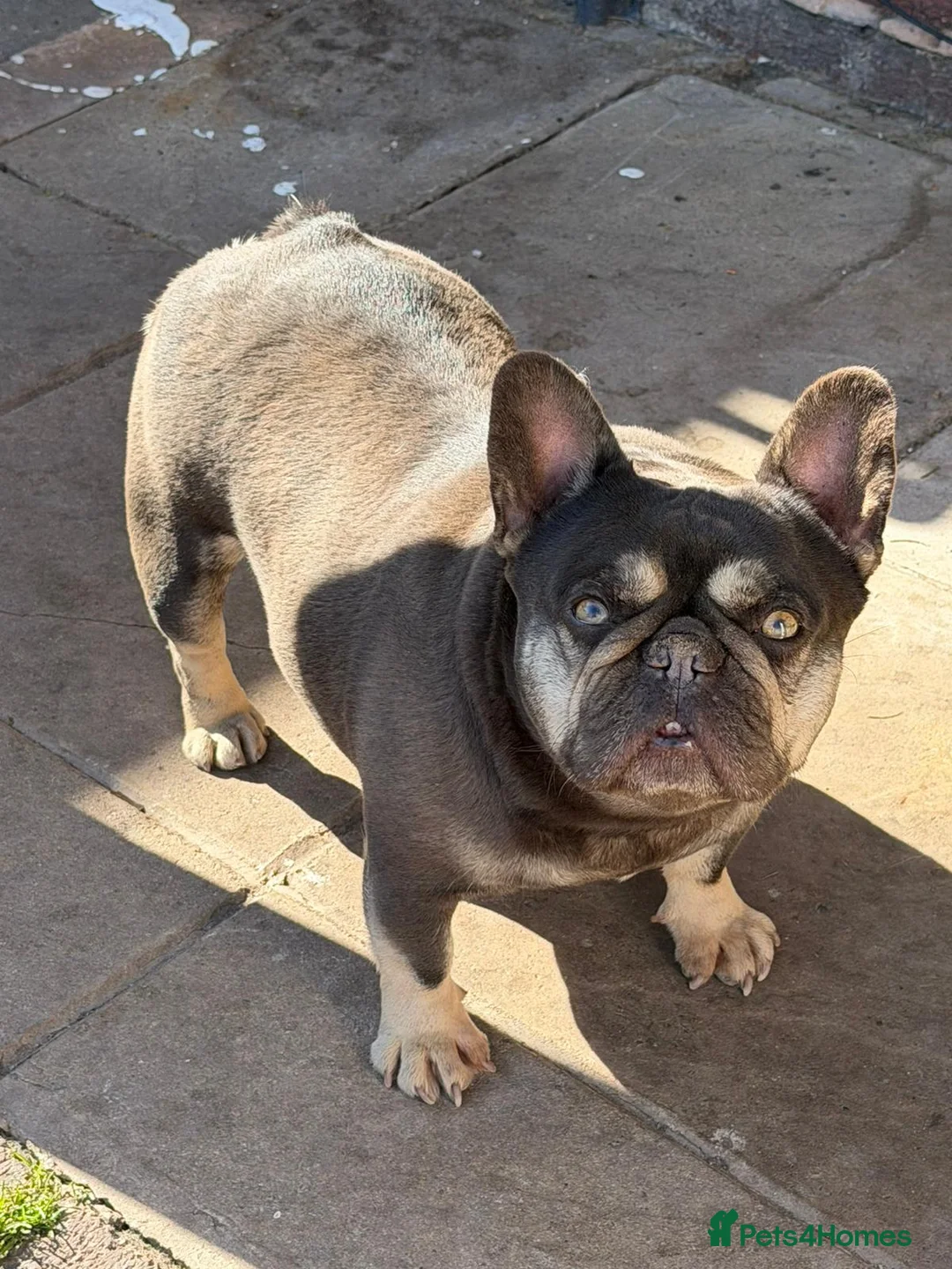 French Bulldog dogs for sale: French Bulldog - Advert 1