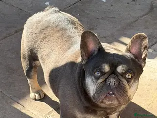 French Bulldog dogs French Bulldog - Advert 4