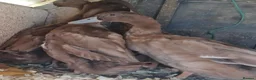 Ducks poultry for sale: Khaki Campbells, 1 duck, 4 drakes, pricing in ad - Advert 1