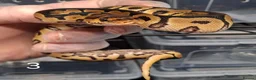 Python Snake reptiles for sale: Hatchling Royal Python's Females  - Advert 6