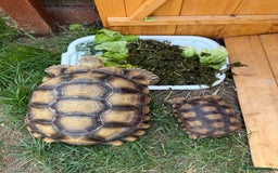 Tortoise reptiles for sale: Sulcata Tortoise 2 year old Female?  - Image 6