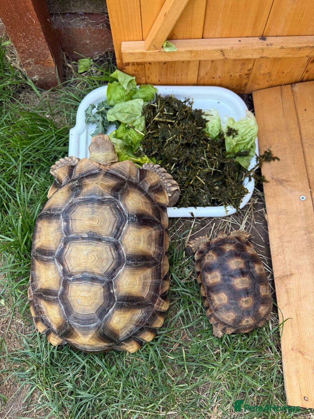 Tortoise reptiles for sale: Sulcata Tortoise 2 year old Female?  - Image 6