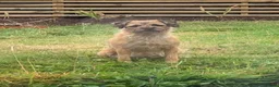 Border Terrier dogs for sale: Border Terrier Female,Monkey,Loving Home Wanted in Halifax - Advert 16