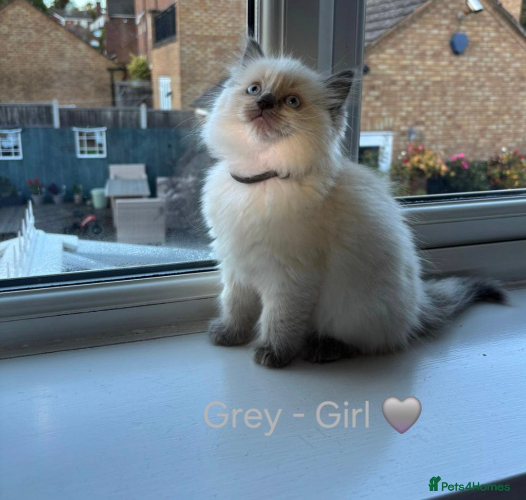 Ragdoll cats for sale: 💫 Blue Point Ragdoll Kittens 💫 - Image 13