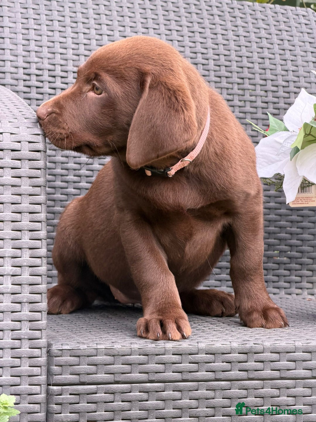 Labrador Retriever dogs for sale: KC CHOCOLATE PEDIGREE LABRADOR GIRL - Advert 7