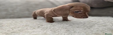 Miniature Dachshund Puppy 4
