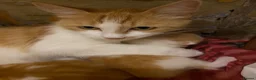 Domestic Shorthair cats for sale: Kittens looking for a 5⭐️ family home in London - Advert 1