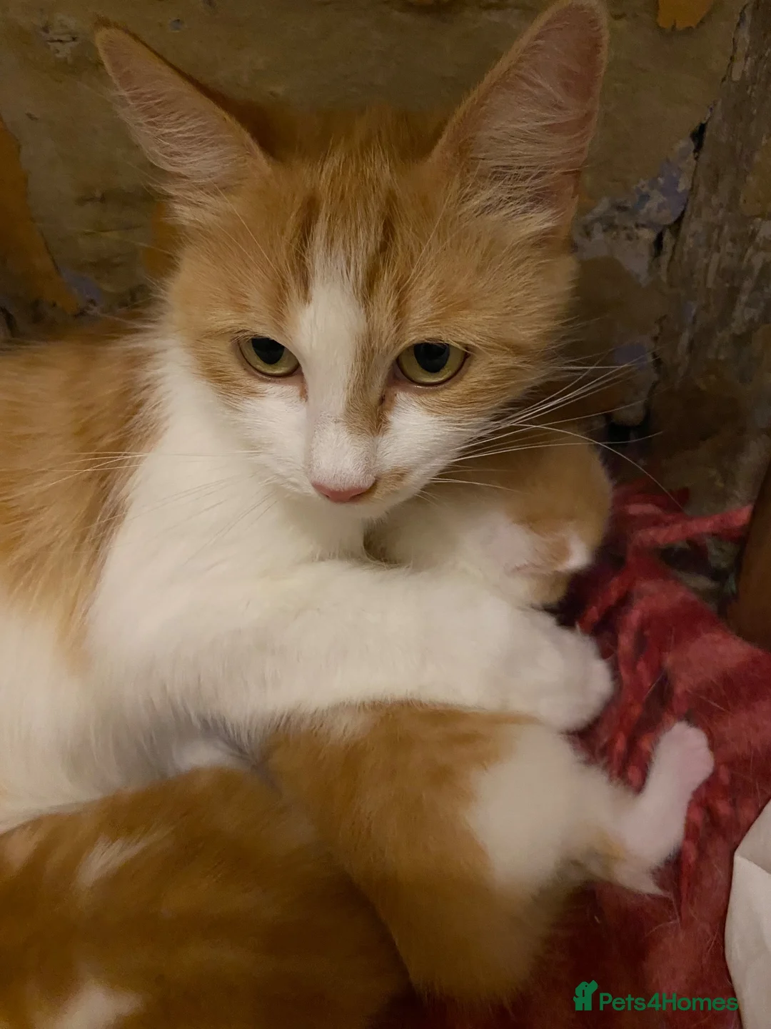 Domestic Shorthair cats for sale: Kittens looking for a 5⭐️ family home in London - Advert 1
