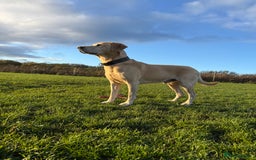 Labrador Retriever dogs for stud: 🌟Stunning Stud Dog Marley – Excellent Nature🌟 - Image 12