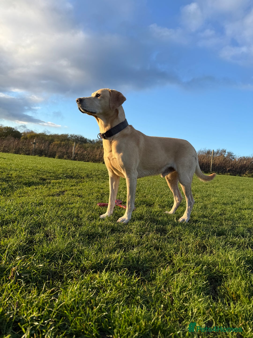 Labrador Retriever dogs for stud: 🌟Stunning Stud Dog Marley – Excellent Nature🌟 - Image 12