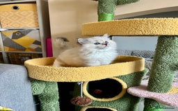 Ragdoll cats for sale: Stunning Ragdoll kitten SHOW/BREEDING -GCCF   - Image 38