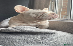 French Bulldog dogs for stud: Cryptic Merle platinum French bulldog  - Image 2