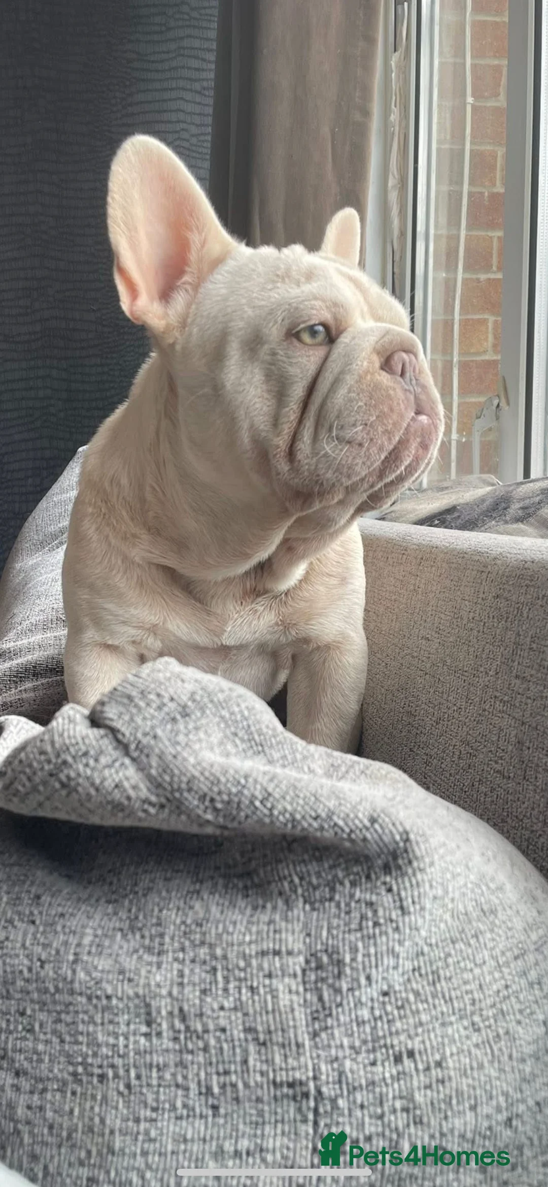 French Bulldog dogs for stud: Cryptic Merle platinum French bulldog  - Advert 3