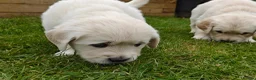 Golden Retriever dogs for sale: Gorgeous English Cream Golden Retriever Puppy's 🐾 - Advert 19