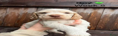 Cocker Spaniel Puppy 2