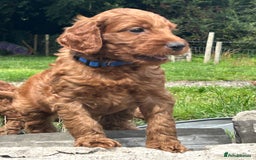 Irish Doodle dogs for sale: Irish doodles - Image 16