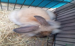 Mini Lion Lop rabbits for sale: 3 boys 1 girl mini lion lop - Image 4
