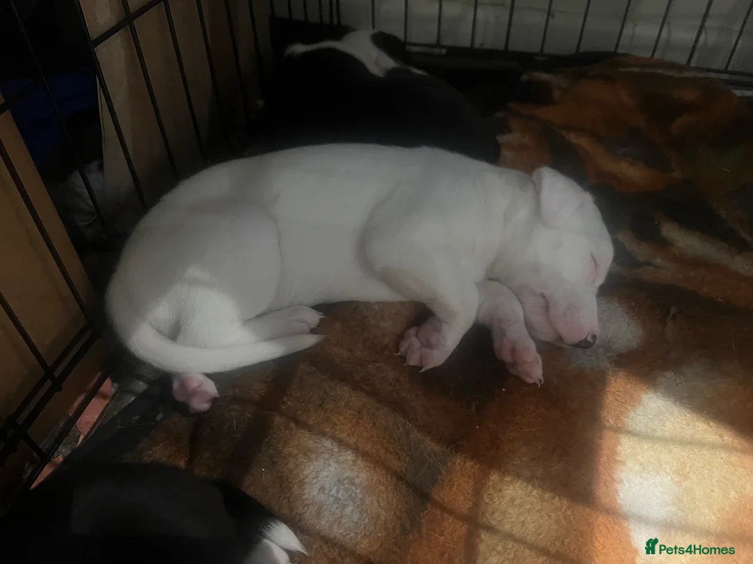 Mixed Breed dogs for sale: Adorable 13-Week-Old Female Puppies Ready For Home - Advert 10